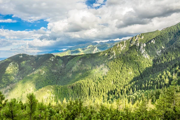 Çam ormanda dağlar, yaz aylarında manzara görünümünü. Yeşil orman Tatra Dağları, Polonya