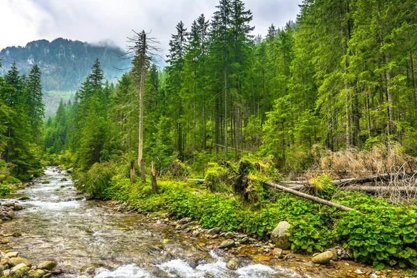 Rwącą rzekę w otoczeniu zimozielonych lasów i pasmo górskie góry — Zdjęcie stockowe