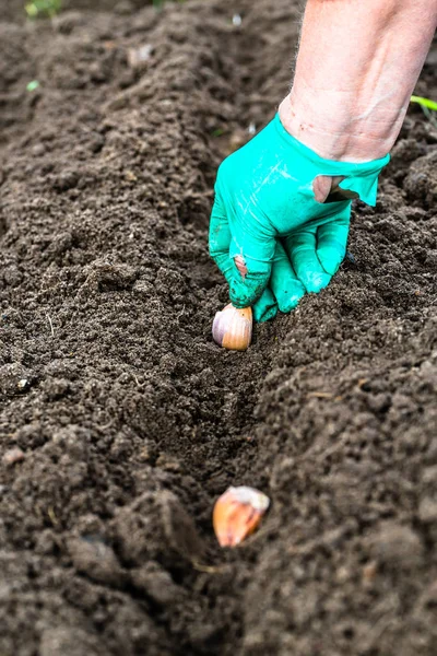 Knoblauch von Hand in den Gemüsegarten pflanzen. Gartenarbeit im Herbst. — Stockfoto