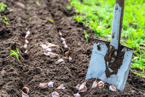 Knoblauch im Gemüsegarten pflanzen. Frühjahrsgartenarbeit. — Stockfoto