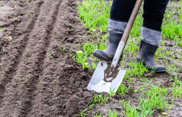 Contadino che scava nel giardino. Giardinaggio primaverile. Preparazione del terreno per la semina . — Foto Stock