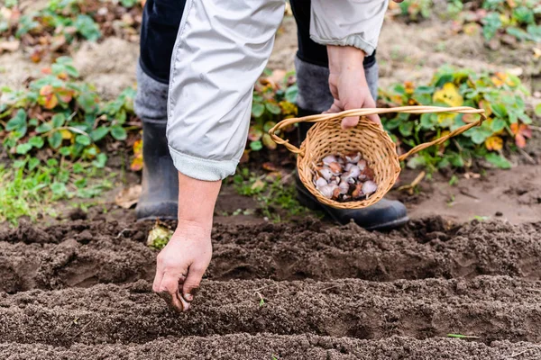 Agricultor plantando alho na horta. Jardinagem de outono . — Fotografia de Stock