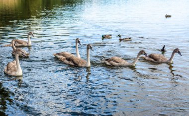 Bebek kuğu sürüsü göl kenarında