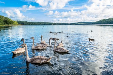 Genç mavi su üzerinde yüzen kuğu. Sessiz kuğular gölde yaz aylarında yüzme manzara