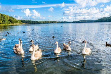 Genç Kuğu Gölü, yabani hayvanlar ve bitkiler peyzaj, doğada yabani kuşlar