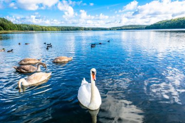 Genç aile Yüzme kuğular gölde. Beyaz Kuğu bebeklerini korumak ön