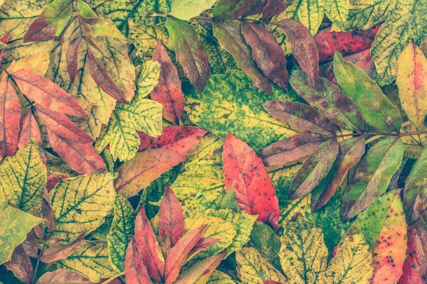 Herbsttapete, Blätter im Herbst, Hintergründe, rustikaler Stil — Stockfoto