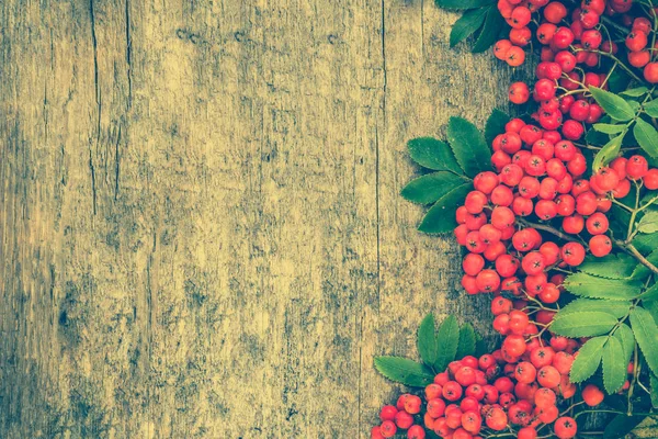 Autunno sfondo con bacche di sorbo telaio su tavola di legno — Foto Stock