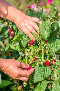 Taze ahududu seçmek, bahçede meyve hasat