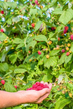 Sezon Bahçe, sonbaharda çalılıkların üzerinden ahududu meyve toplama eller hasat