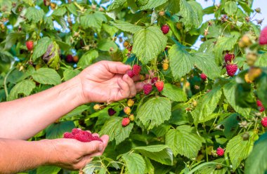 Eller, ahududu malzeme çekme Sonbahar sezonu, ahududu bir çiftlikte iş mevsimlik işçi meyve hasat