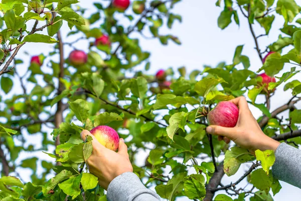 Autumnal apples picking. Hands and branch of apple tree. Harvest in orchard in autumn. — Stock Photo, Image