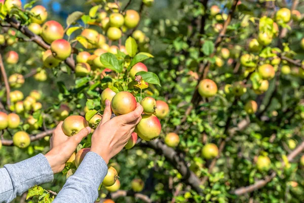 Autumnal apple picking. Branch and hands. Autumn harvest in orchard. — Stock Photo, Image
