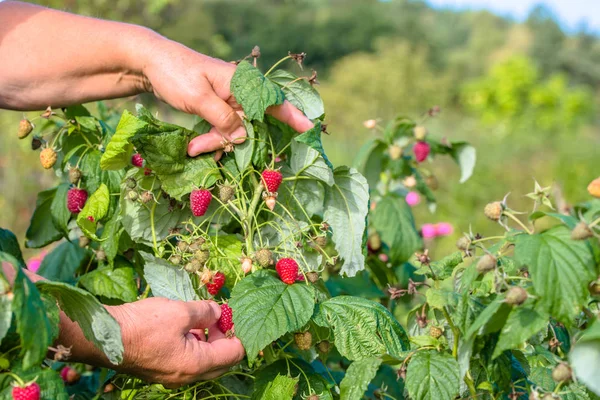 Руки збирають малинові фрукти, врожай в осінньому саду — стокове фото