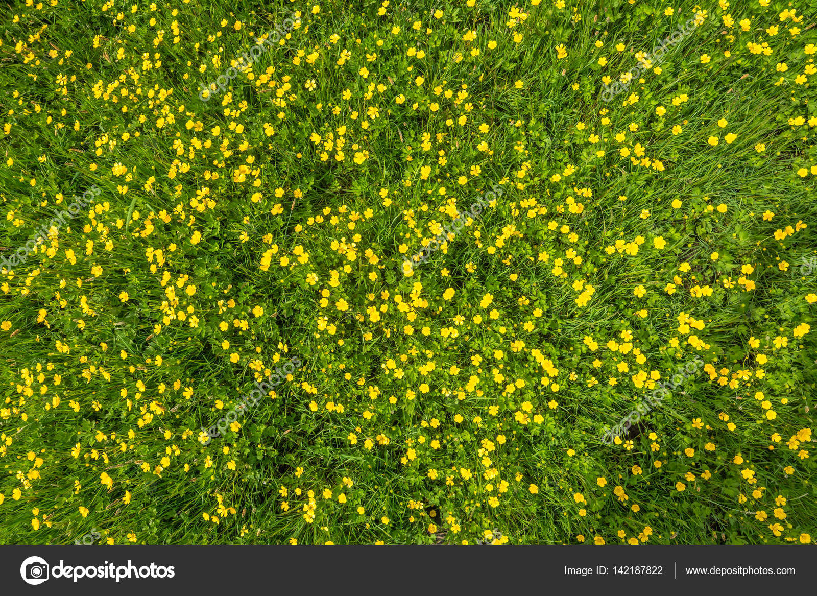Весенняя трава текстура с цветами, вид сверху на поле стоковое фото ...