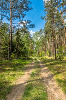 Güzel orman yolu bahar peyzaj