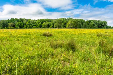Orman ve çayır kır çiçekleri Bahar, manzara ile