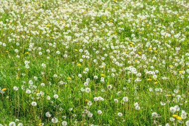Dandelions bahar yeşil çim alan. Birçok blowballs tohumları.