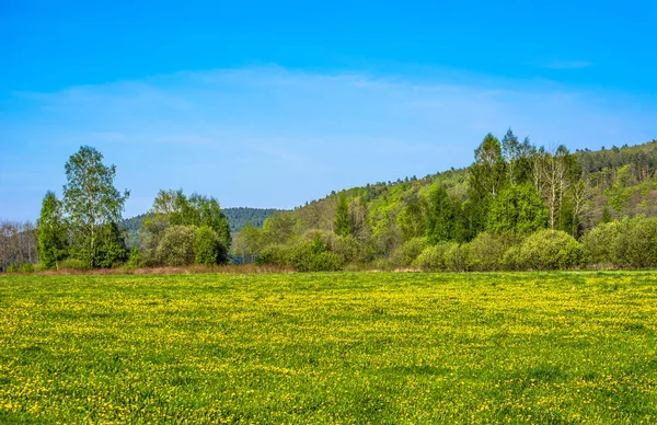 Beau paysage printanier avec des pissenlits en fleurs sur la prairie — Photo