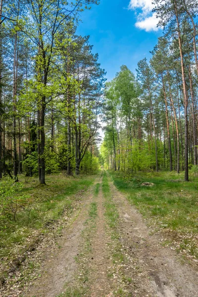 Tavaszi táj gyönyörű erdei út — Stock Fotó