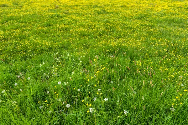 Våren gräs, textur med blommor på ängen — Stockfoto