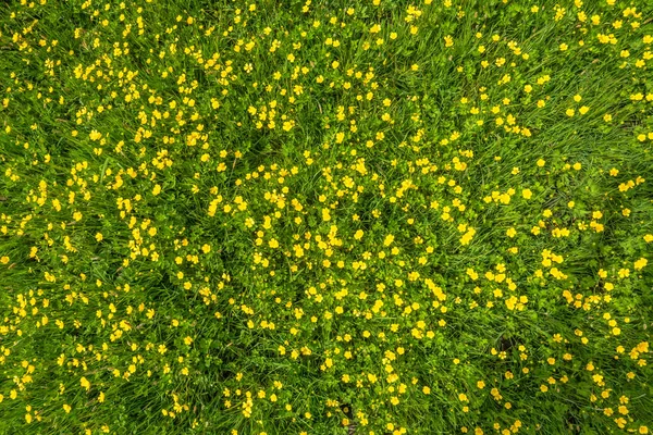 Voorjaarsgras textuur met bloemen, bovenaanzicht op veld — Stockfoto