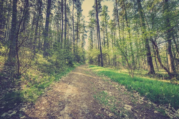 Imagem de estrada na floresta de pinheiros, foto do vintage tirada na Polónia na primavera, paisagem — Fotografia de Stock