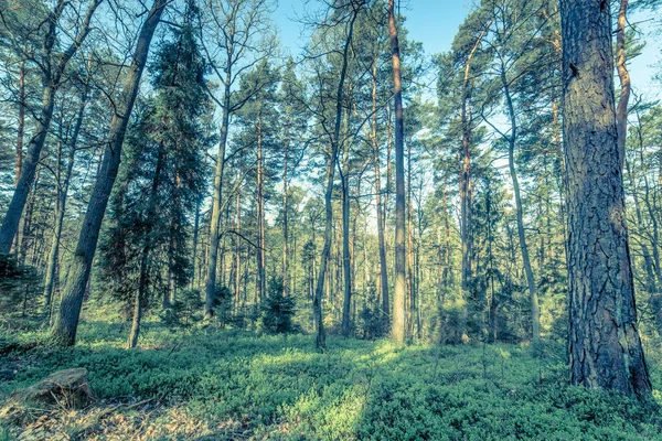 Picture of pine forest, vintage photo taken in Poland in springtime season, landscape — Stock Photo, Image