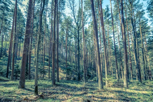 Erdei fenyő, vintage fotó Lengyelországban a tavaszi szezonban, táj képe — Stock Fotó