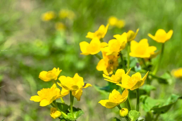 黄色の花春の草原、湿地に咲く沼マリーゴールド — ストック写真