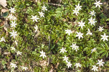 Bahar ormandaki beyaz anemon