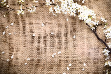 Çiçek, Bahar arka plan beyaz çiçek çiçekler ile Şubesi 