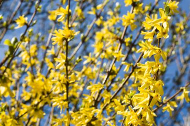 Mavi gökyüzü arka plan bahar hor çiçeği