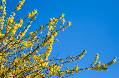 Mavi gökyüzü arka plan bahar hor çiçeği