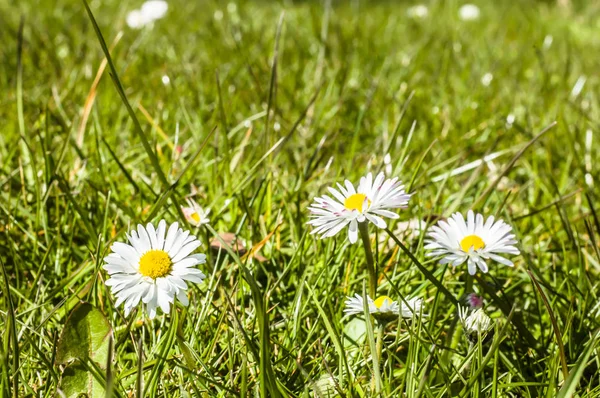 Grama verde com flores de margarida, fundo de primavera — Fotografia de Stock