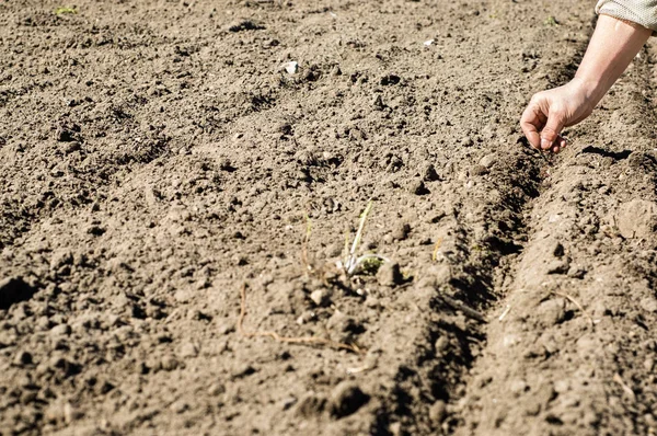 Руки сеют семена в почву в огороде. Весенний сад . — стоковое фото
