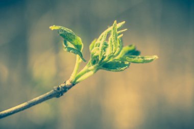 Taze yeşil bahar yaprak, dal üzerinde yeni tomurcuklar