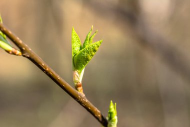 Bahar yeşil yaprak, dal üzerinde taze tomurcukları yakın çekim