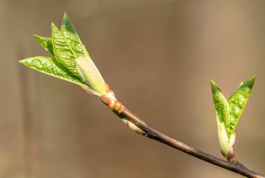 Bahar yeşil yaprak, dal üzerinde taze tomurcukları yakın çekim