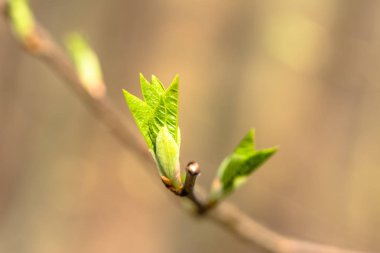 Taze yeşil bahar yaprak, dal üzerinde yeni tomurcuklar