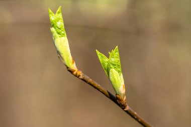 Bahar yeşil yaprak, dal üzerinde taze tomurcukları yakın çekim