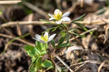 Kır çiçeği anemone nemorosa bahar ormanda