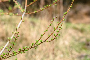 Taze yeşil bahar kozalaklı, iğne Karaçam, iğne yapraklı ağaç dalı