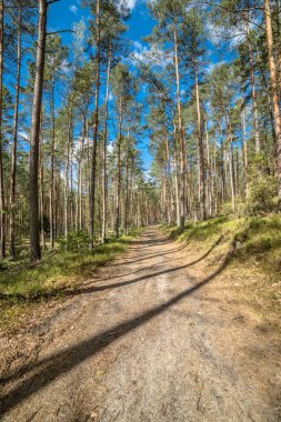 Çam ormanı bahar güneşli gün ile iz ile güzel manzara