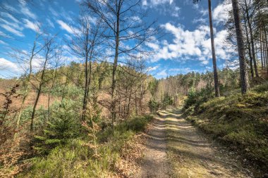 Çam ormanı ile yolu ile bahar güneşli bir günde manzara