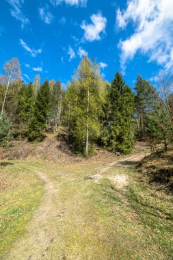 Bahar orman, manzara yollar çapraz