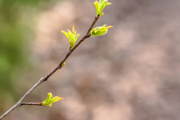 Hojas verdes frescas de primavera, nuevos brotes en ramita —  Fotos de Stock