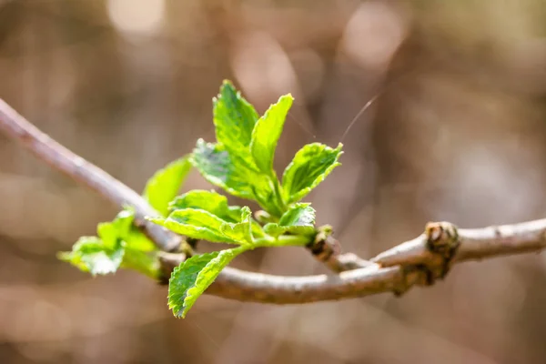 Hojas verdes de primavera, brotes frescos en ramita, primer plano — Foto de Stock