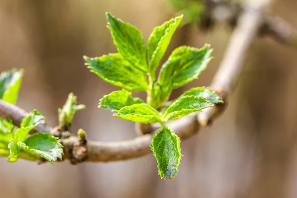 Hojas verdes frescas de primavera, nuevos brotes en ramita — Foto de Stock