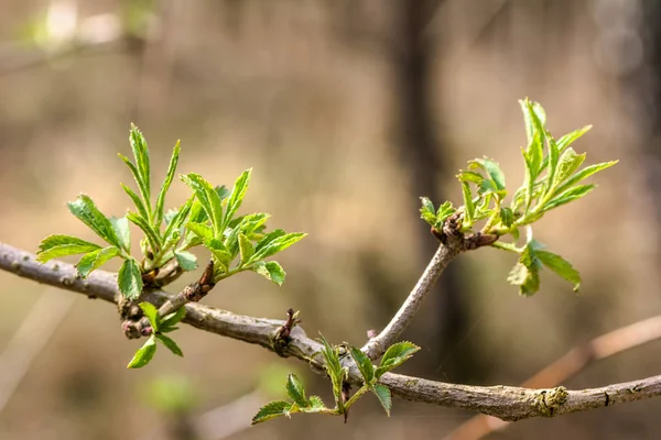 Hojas verdes frescas de primavera, nuevos brotes en ramita — Foto de Stock